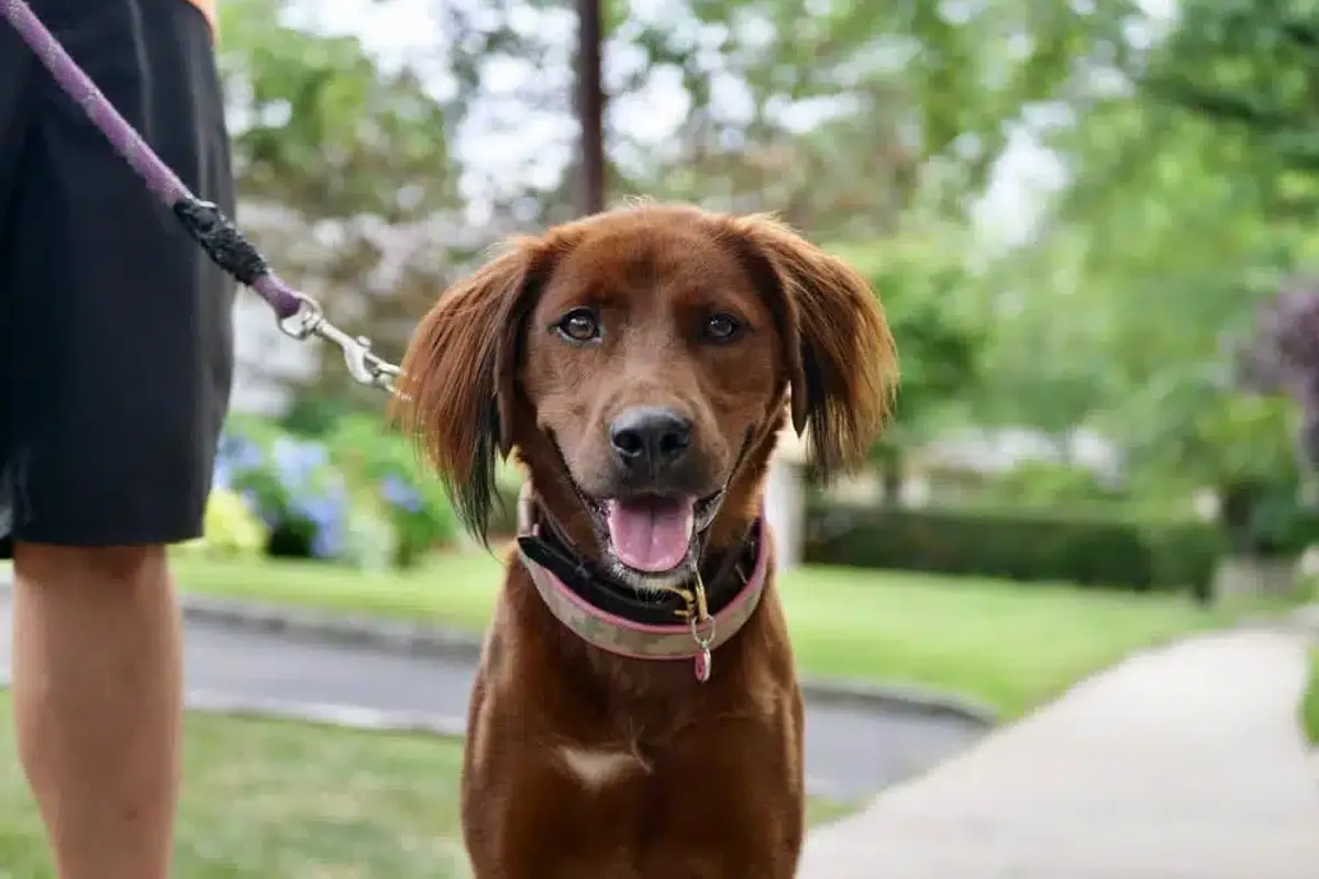 Dans Dog Walking and Pet Sitting: Business Consulting for Dog Walking and Pet Sitting Company